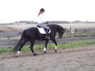 Voor het paard