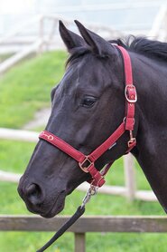 Halster Bit bordeaux.