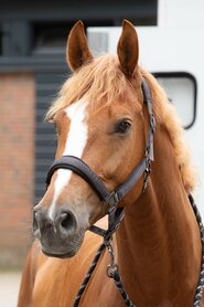 Halsterset Denici Cavalli Shadow.