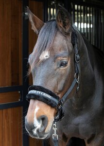 Halster Lyrics black 