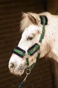 Halsterset stout! Lime Fur.