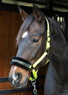 Halster Lyrics lime "hey big spender"