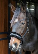 Halster Lyrics black "partner in crime"