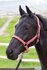 Halster Bit roze._