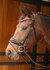 Hoofdstel Rosegold.lacq ll_