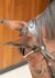 Hoofdstel Rosegold.lacq ll_